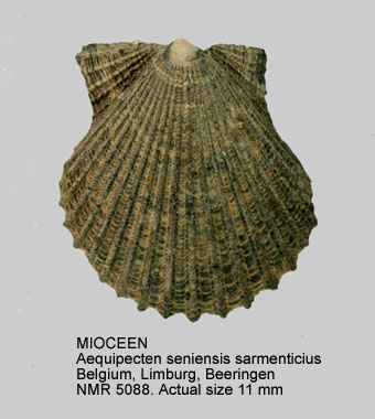 MIOCENE-Aequipecten seniensis sarmenticius.jpg - MIOCENE Aequipecten seniensis sarmenticius (Goldfuss,1833)